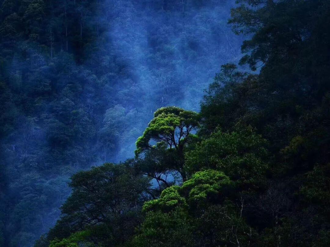 干猴头菇怎么泡发?怎么做菜?知识星球,探索无限知识乐园